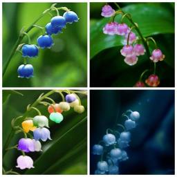 | Wurzelnackte Pflanzen | Weiße Blüte | Maiglöckchen Pflanze In Stücken wachsen Maiglöckchen Zwiebeln Winterhartes Maiglöckchen,Attraktive Farbe ,Maiglöckchen Blumenzwiebeln,