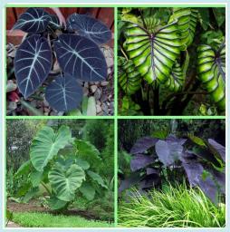 10 Elephant Ear Bulbs Colocasia Taro Alocasia Tuber Potted Planting Ornaments for Beginners Garden Perennial Planting