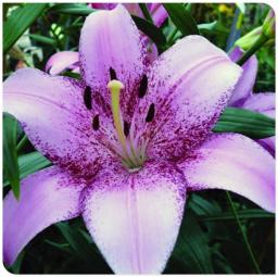 10 Lily Flower Bulbs Enjoyable Perennial Garden Planting Pots Surprise To Grow Ornament