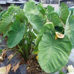2 Elephant Ear Bulbs Colocasia Taro Alocasia Tuber Potted Planting Ornaments for Beginners Garden Perennial Planting