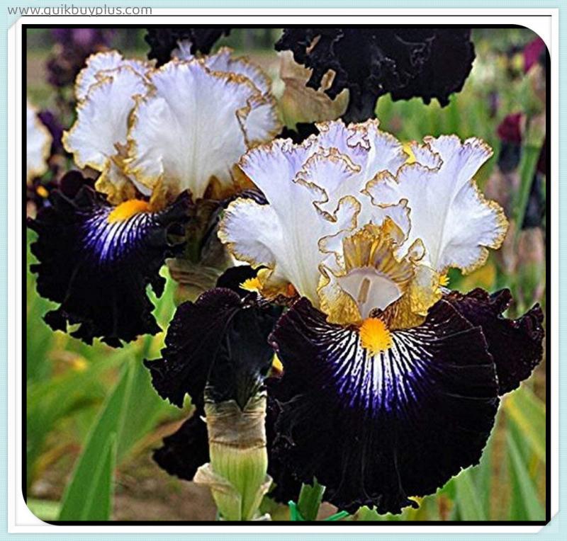 2 Iris Tubers Potted Planting Ornaments for Beginners Garden Perennial Planting