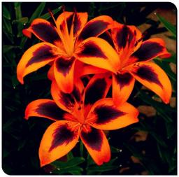 20 Lily Flower Bulbs Enjoyable Perennial Garden Planting Pots Surprise To Grow Ornament