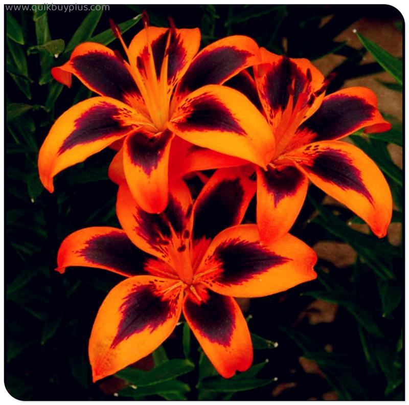 20 Lily flower bulbs Enjoyable Perennial Garden Planting Pots Surprise to Grow Ornament