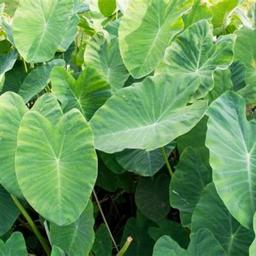 4 Elephant Ear Bulbs Colocasia Taro Alocasia Tuber Potted Planting Ornaments for Beginners Garden Perennial Planting