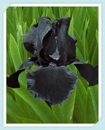 4 Iris Tubers Potted Planting Ornaments for Beginners Garden Perennial Planting