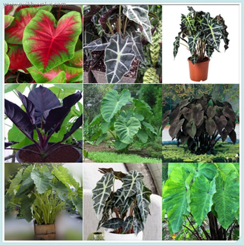 6 Elephant Ear Bulbs Colocasia Taro Alocasia Tuber Potted Planting Ornaments for Beginners Garden Perennial Planting