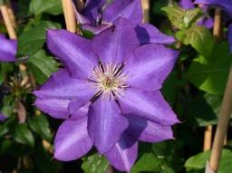 Clematis Vine Flowers Plant Gardening Bulk Mysterious Garden Decoration Clematis Henryi for Planting - Spring Summer Fall Planting Simple to Grow Gift