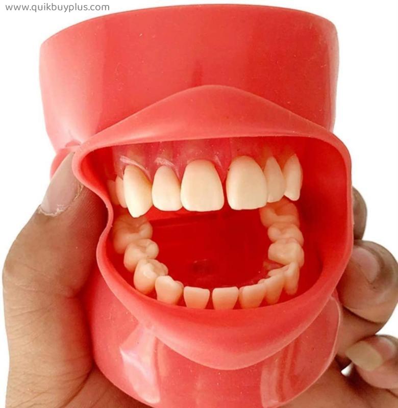 Dental Implant Teeth Model - Dental Oral Simulation Simple Head Mold Tooth Extraction Practice Model Medical Teaching Education Aid.