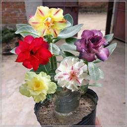 Desert rose  Bulbs Planting Pots to Grow  Ornaments Perennial Garden