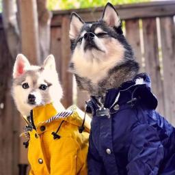 Dog Raincoat Dog Costume Dog Clothes Pet Clothes Husky Corgi Rain Coat Raining Coat Dog Clothing Chihuahua Golden Retriever 1055