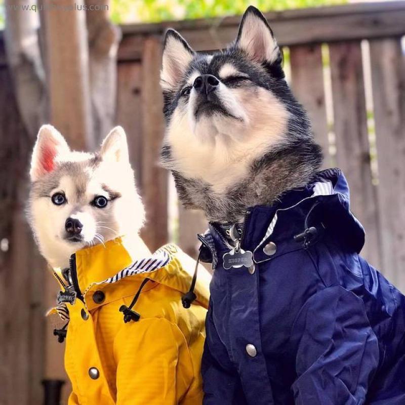 Dog Raincoat Dog Costume Dog Clothes Pet Clothes Husky Corgi Rain Coat Raining Coat Dog Clothing Chihuahua Golden Retriever 1055