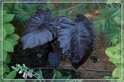 Elephant Ears Plant Black Colocasia Planting Pots to Grow Ornaments Perennial Garden