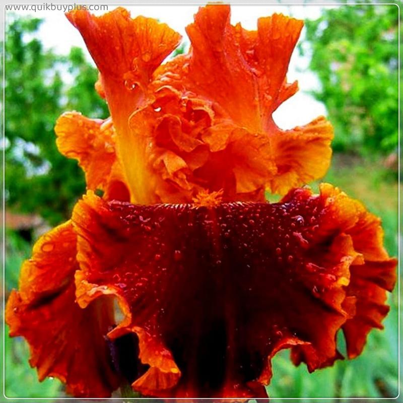 Farbe Optionen Das Von Iris in Vier Für Pflanzen Landschaftsgärten Hinzuzufügen Um