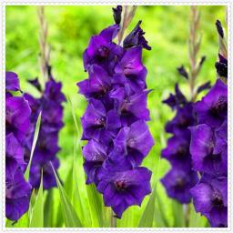 Gladiolus Tubers Pots To Grow Perennial Planting Garden  Ornaments