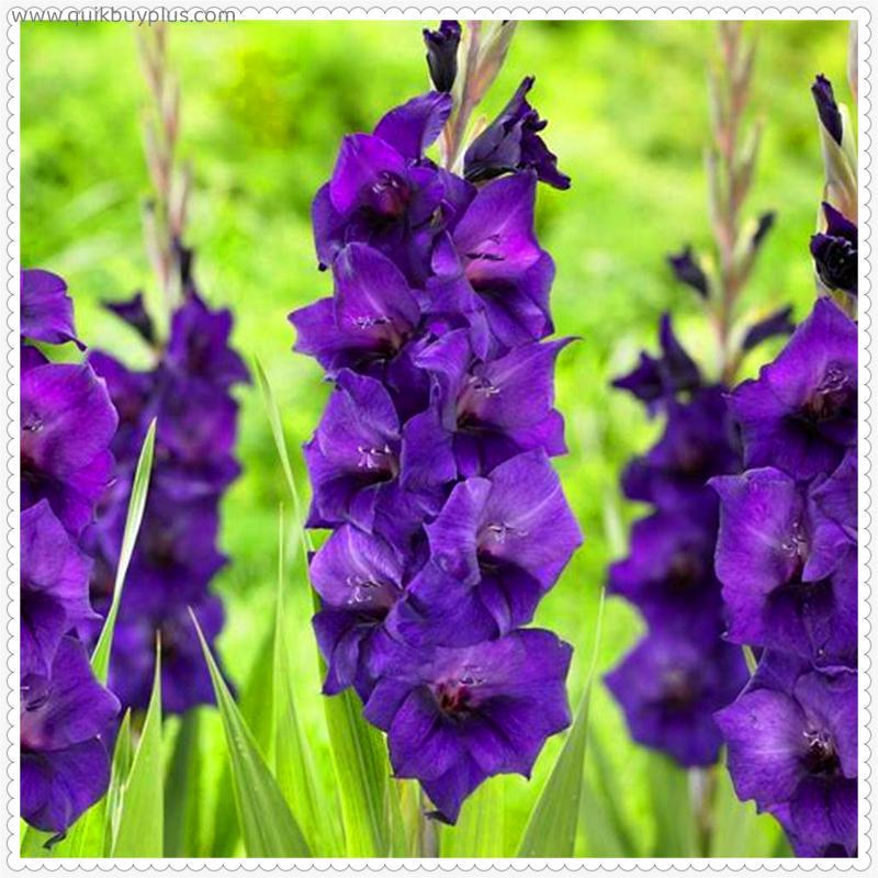 Gladiolus Tubers Pots to Grow Perennial Planting Garden  Ornaments