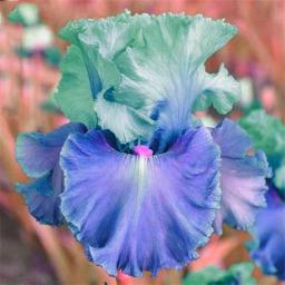 Iris Tubers Pots to Grow Perennial Planting Garden  Ornaments