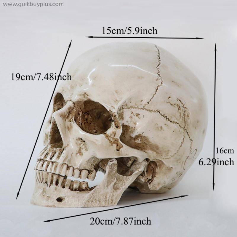 Medical Model Human Head Model Resin Replica In Natural Size 1: 1 Halloween Decoration High Quality Home Decorative Crafts Skull