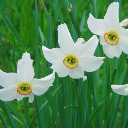 Narcissus Bulbs Pots to Grow Ornaments Perennial Garden Planting