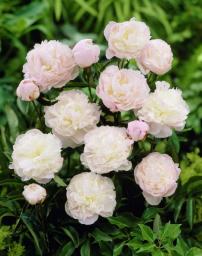 Peony Tuber Planting  Ornaments Garden Pots to Grow Perennial