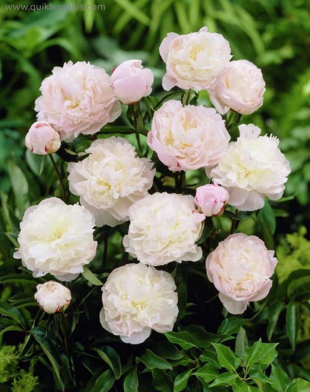 Peony Tuber Planting  Ornaments Garden Pots to Grow Perennial