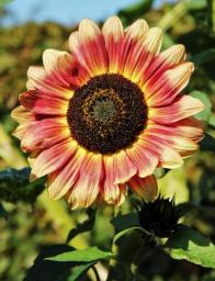 Sunflower Seeds Pots to Grow Ornaments Garden Planting Perennial