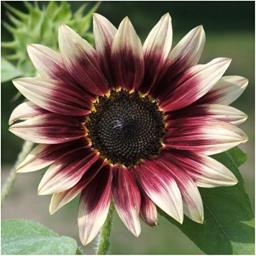 Sunflower Seeds Pots to Grow Planting Perennial Ornaments Garden