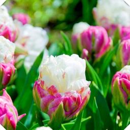 Tulip Bulbs Pots to Grow Perennial Garden Ornaments Planting