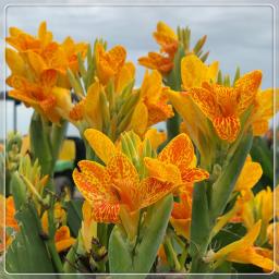 Von Calla-Lilien zur Eines Farbe Optionen Gartens Landschaftsgestaltung Hinzuzufügen Für Das Pflanzen