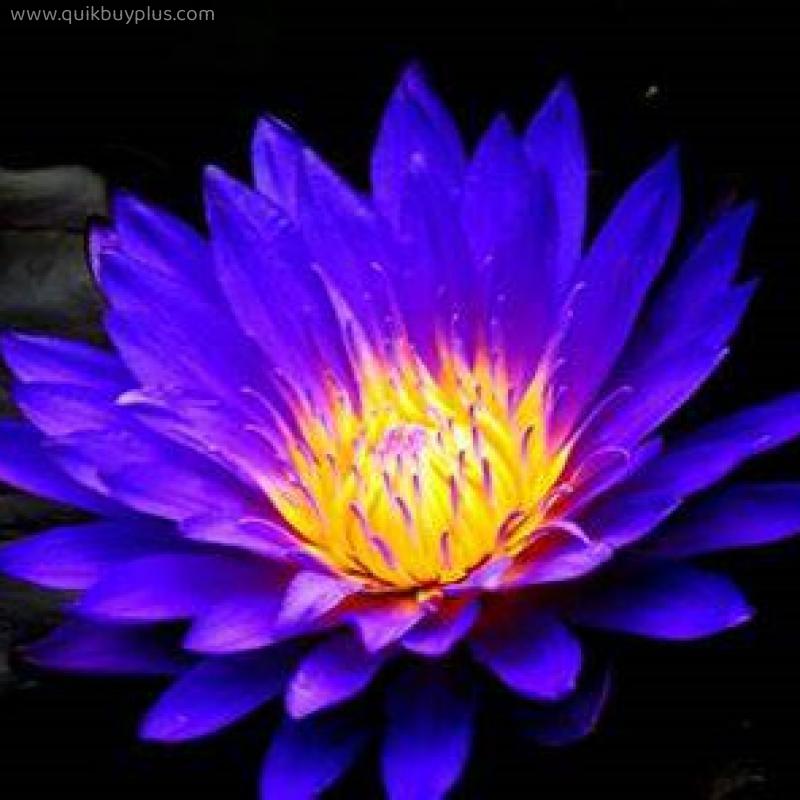 Water Lily Seeds Pots to Grow Garden Planting Ornaments Perennial